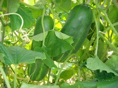 Лот: 4164505. Фото: 1. Продам рассаду огурцов. Овощи