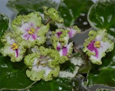 Лот: 7395585. Фото: 1. Фиалка Buckeye Irish Lace (лист... Горшечные растения и комнатные цветы