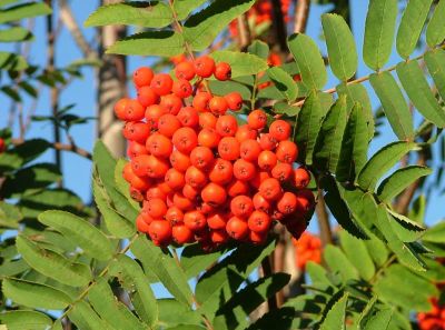 Лот: 5258780. Фото: 1. Рябина обыкновенная(Sorbus aucuparia... Другое (красота и здоровье)