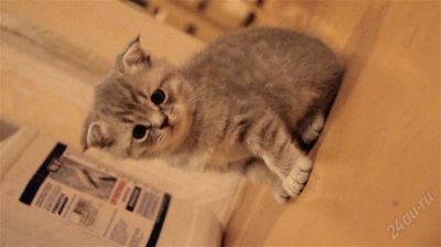Лот: 1253030. Фото: 1. Шотландские вислоухие котята. Кошки, котята