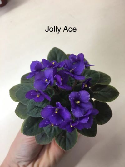 Лот: 12842583. Фото: 1. Мини фиалка Jolly Ace (стартер... Горшечные растения и комнатные цветы