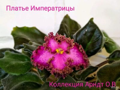 Лот: 11165659. Фото: 1. Фиалка Платье Императрицы. Горшечные растения и комнатные цветы
