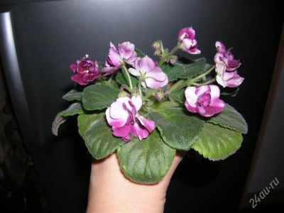 Лот: 1115077. Фото: 1. Фиалка Mac`s southern springtime... Горшечные растения и комнатные цветы