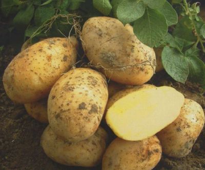 Лот: 10437655. Фото: 1. картофель. Картофель