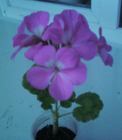 Лот: 9873194. Фото: 1. Пеларгония розовая. Горшечные растения и комнатные цветы