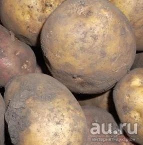 Лот: 7570706. Фото: 1. картошка 5 ведер. Картофель