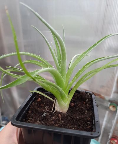 Лот: 18165510. Фото: 1. Пуйя (puya venusta). Горшечные растения и комнатные цветы