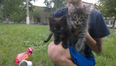 Лот: 8015292. Фото: 1. Симпатичные пушистики ждут своих... Кошки, котята