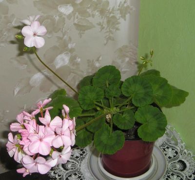 Лот: 10377575. Фото: 1. герань молодая. Горшечные растения и комнатные цветы