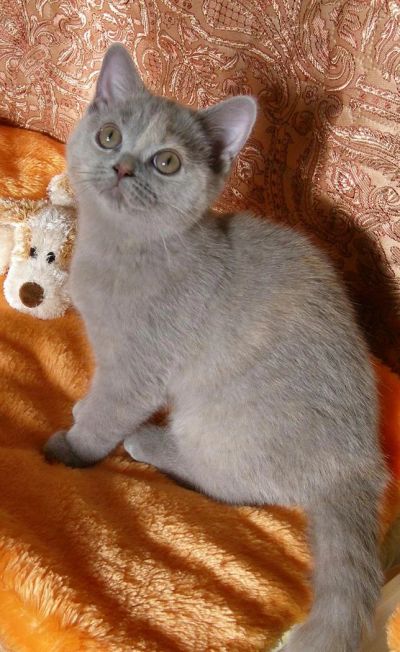 Лот: 3660974. Фото: 1. Британская девочка(лилово-кремовая... Кошки, котята