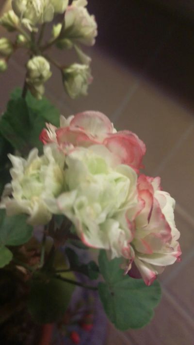 Лот: 12488699. Фото: 1. Apple blossom rosebud. Горшечные растения и комнатные цветы