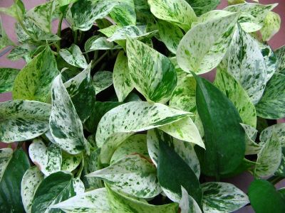 Лот: 5155368. Фото: 1. Сциндапсус " Marble Queen". Горшечные растения и комнатные цветы