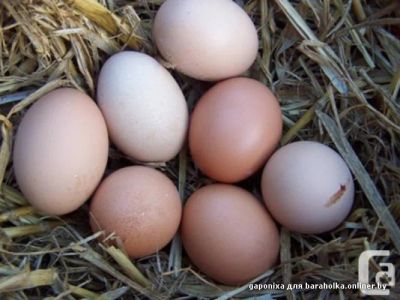 Лот: 5819638. Фото: 1. Яйцо домашних курочек ( цена за... Мясо, птица, яйцо