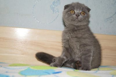 Лот: 4783254. Фото: 1. Шотландская вислоухая кошечка-куколка. Кошки, котята