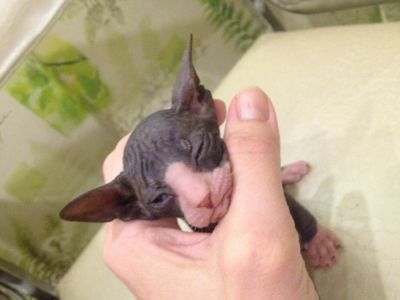 Лот: 8772433. Фото: 1. Донские сфинксятки. Кошки, котята