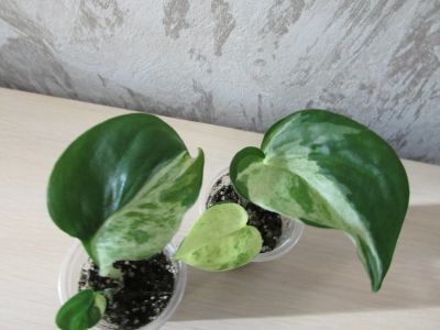 Лот: 16004643. Фото: 1. Эпипремнум Marble Apple. Горшечные растения и комнатные цветы