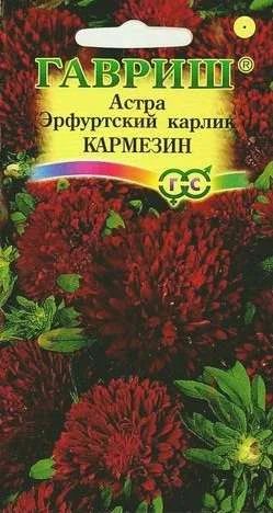 Лот: 11024635. Фото: 1. Астра Эрф. карлик Кармезин 0,3... Садовые цветы