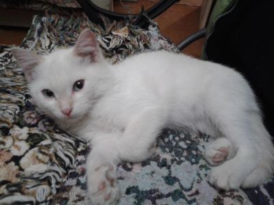 Лот: 10611910. Фото: 1. Белый кот в добрые руки. Кошки, котята