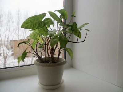 Лот: 11033265. Фото: 1. сингониум. Горшечные растения и комнатные цветы