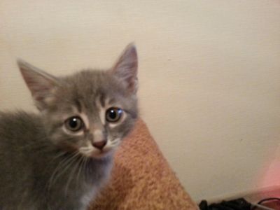 Лот: 7992197. Фото: 1. Котенок девочка почти 2 месяца... Кошки, котята