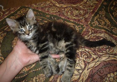 Лот: 5681412. Фото: 1. Отдам котенка. Кошки, котята
