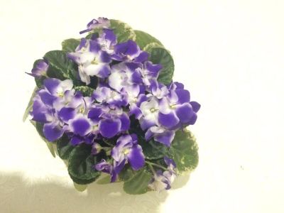 Лот: 9456926. Фото: 1. Фиалка Park Ave Blue. Горшечные растения и комнатные цветы