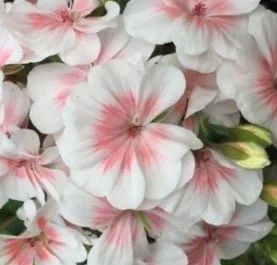 Лот: 17103183. Фото: 1. Un.Zon.Lovely Vera. Горшечные растения и комнатные цветы