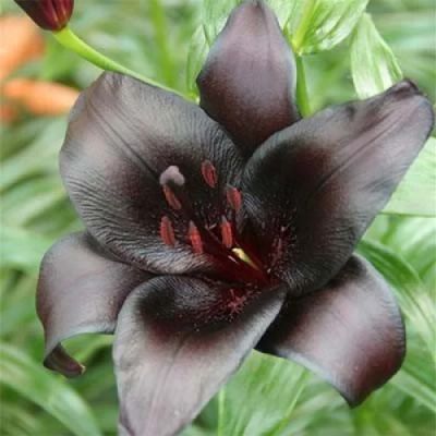 Лот: 12330547. Фото: 1. Лилия Найт Райдер (Lilium Nightrider... Садовые цветы