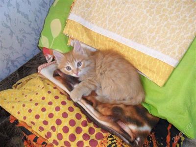 Лот: 1229744. Фото: 1. Отдам котенка, мальчика. Кошки, котята