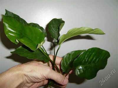 Лот: 617076. Фото: 1. Анубиас широколистный(anubias... Водные растения