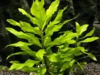 Лот: 7338160. Фото: 1. Penthorum sedoides. Водные растения