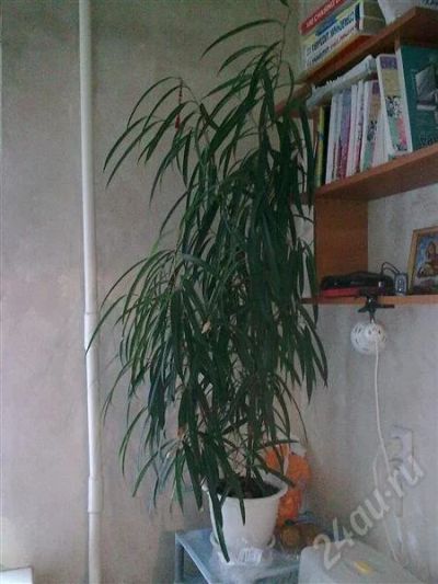 Лот: 328326. Фото: 1. Фикус Али. Горшечные растения и комнатные цветы