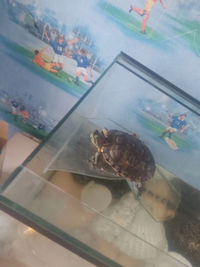 Лот: 19907756. Фото: 1. Аквариум черепаха. Аквариумы, террариумы