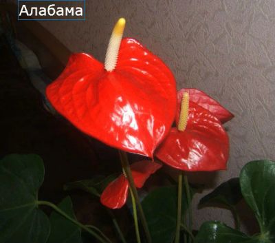 Лот: 4071480. Фото: 1. Антуриум Алабама 1. Горшечные растения и комнатные цветы