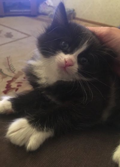 Лот: 12750342. Фото: 1. Котята. Кошки, котята