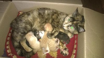 Лот: 4186956. Фото: 1. Уникальные котята совершенно бесплатно... Кошки, котята