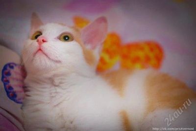 Лот: 1637670. Фото: 1. Рыжик! Мальчик, ищет самую заботливую... Кошки, котята
