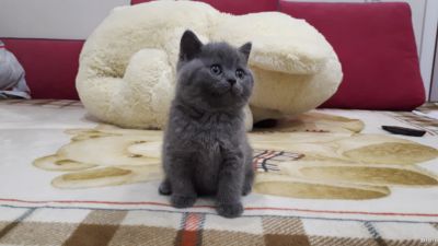 Лот: 12733180. Фото: 1. Шотландские голубые прямоухий... Кошки, котята