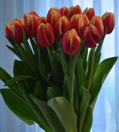 Лот: 7028625. Фото: 1. Тюльпаны от 100 шт по 28-35 р. Свежие цветы