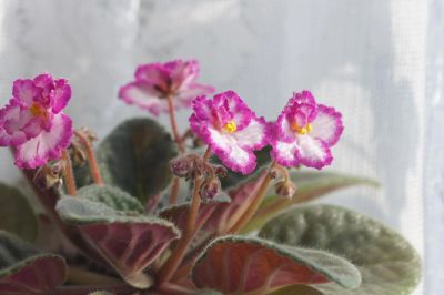 Лот: 3788920. Фото: 1. Фиалка Okie Easter Bunny, лист. Горшечные растения и комнатные цветы