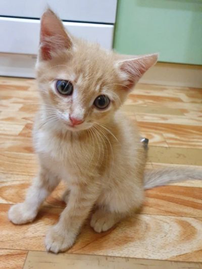 Лот: 16423582. Фото: 1. Котенок. Кошки, котята