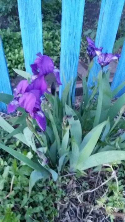 Лот: 5624102. Фото: 1. ирисы синие. Другое (семена, рассада, садовые растения)