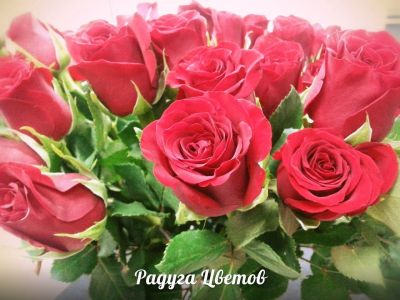Лот: 6317143. Фото: 1. Оформленный букет из 25 свежих... Свежие цветы