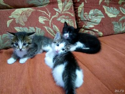 Лот: 12839037. Фото: 1. Котята. Кошки, котята
