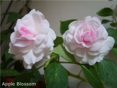 Лот: 11563097. Фото: 1. Бальзамин Apple Blossom. Горшечные растения и комнатные цветы