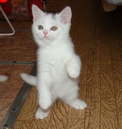 Лот: 14994948. Фото: 1. Котик шотландский страйт. Кошки, котята
