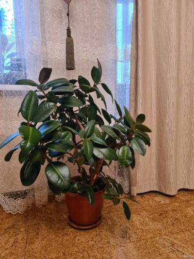 Лот: 18062275. Фото: 1. Каучуконостный фикус. Горшечные растения и комнатные цветы