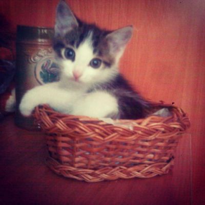 Лот: 4100474. Фото: 1. Отдам Мурзика в добрые руки :). Кошки, котята