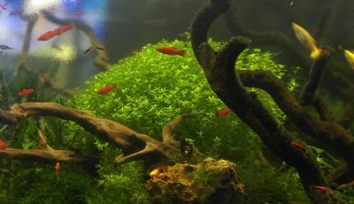 Лот: 7272291. Фото: 1. Хемиантус микрантемоидес (Hemianthus... Водные растения