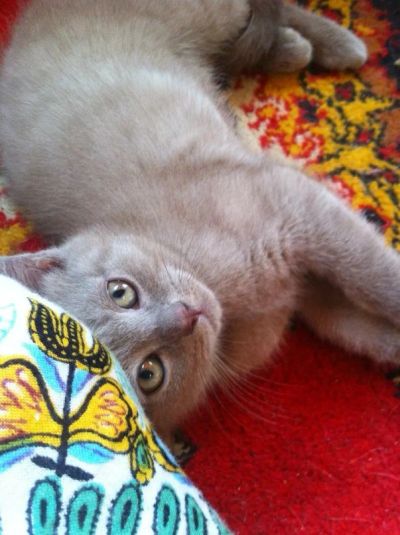 Лот: 4063789. Фото: 1. Шотландский котенок по кличке... Кошки, котята